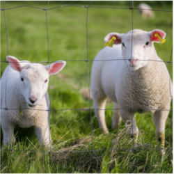 Grillage à mouton galvanisé 100 m – Clôture élevage | Cloture Métal