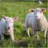 Grillage à mouton galvanisé 100 m – Clôture élevage | Cloture Métal