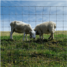 Grillage à mouton galvanisé 100 m – Clôture élevage | Cloture Métal