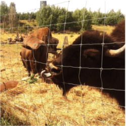 Grillage super lourd galvanisé – rouleau 50 m | Cloture Métal