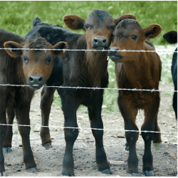 Fil barbelé galvanisé 100 m / 200 m / 500 m – agricole et pro | Brico Métal