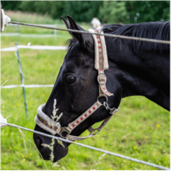 Fil lisse galvanisé chevaux – Rouleau 200 m | Clôture équine sécurisée