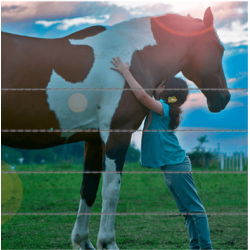 Fil lisse galvanisé chevaux – Rouleau 200 m | Clôture équine sécurisée