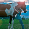 Fil lisse galvanisé chevaux – Rouleau 200 m | Clôture équine sécurisée